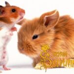 Игры психе
