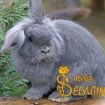 В погоне за кроликом