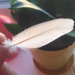 Потерянное перо