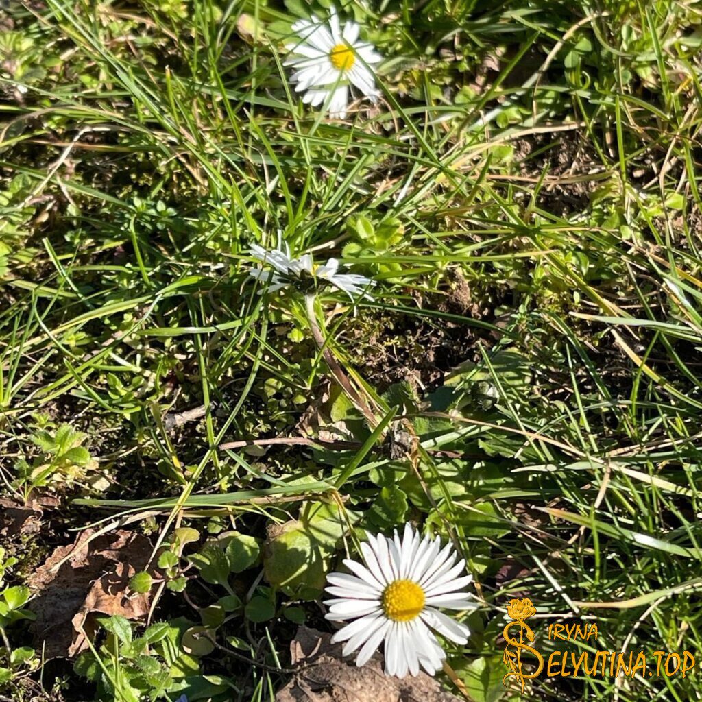 Весне дорогу!