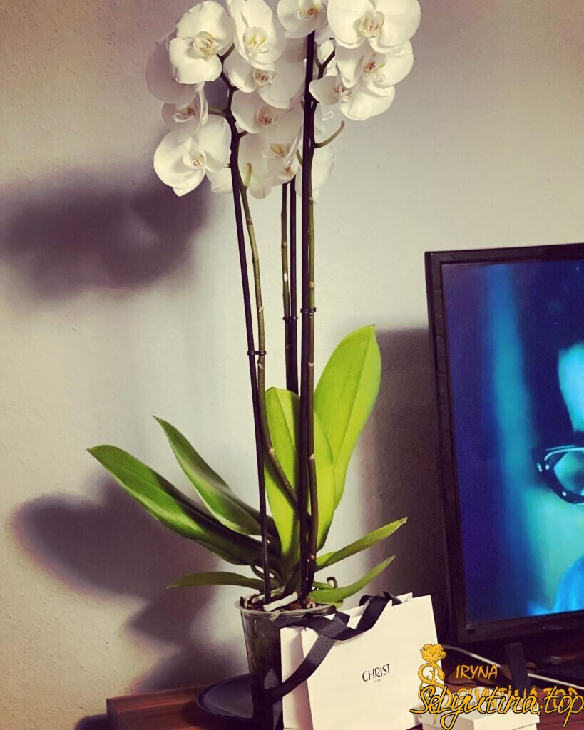 Жизнь начинается