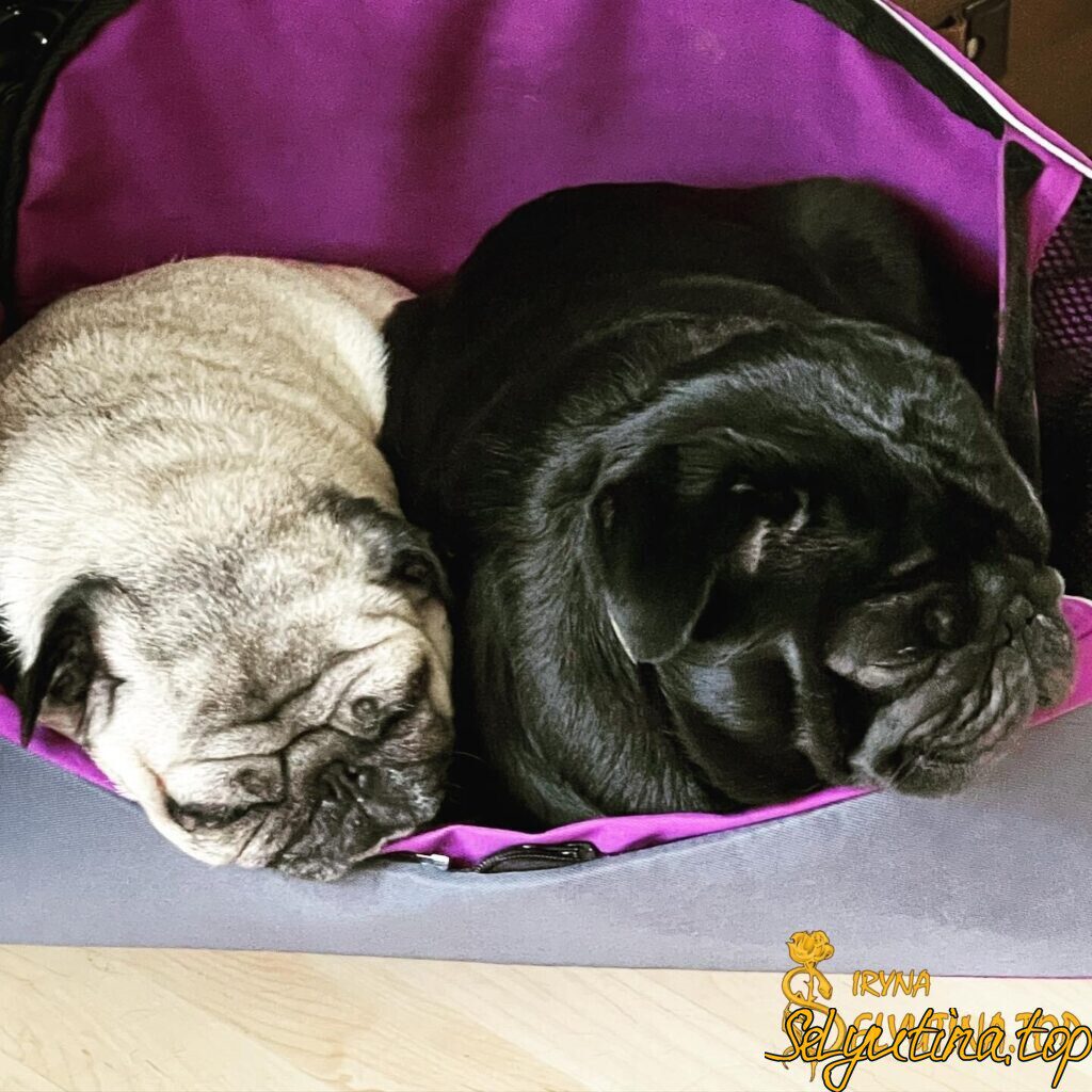 День домашних животных