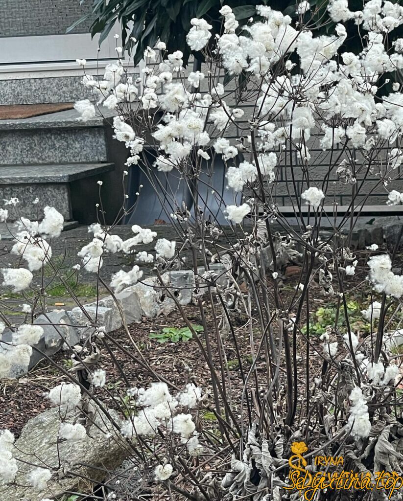 Січень в Баварії